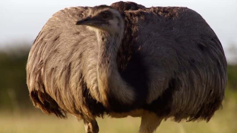 ¼ƬյĴ Attenborough's Big BirdsĻ/Ļ