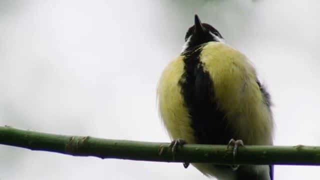 纪录片《阿滕伯勒的歌曲奇迹 Attenborough's Wonder of Song》[无字][BT][1080P]资源下载