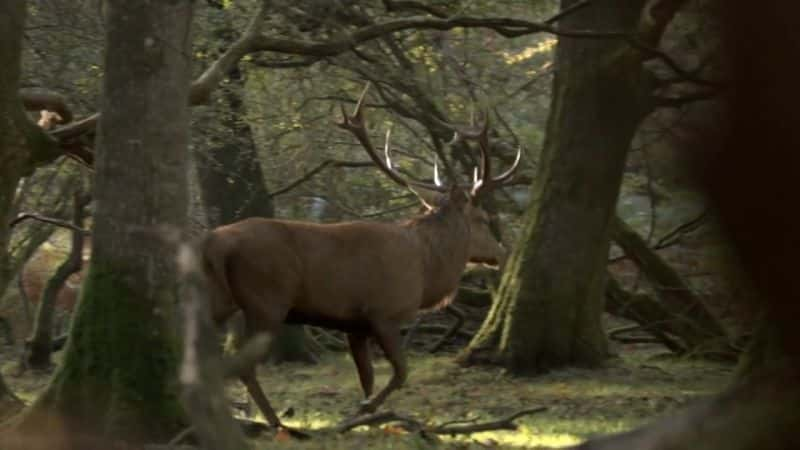 ¼ƬҰӢϵ 1 Wild UK: Series 1Ļ/Ļ