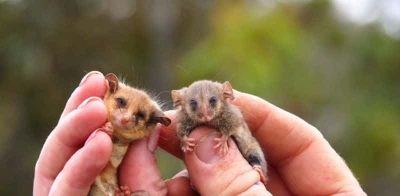 ¼ƬĴǵҰ֮ Australia's Wildlife: After the Fires1080P-Ļ/Ļ