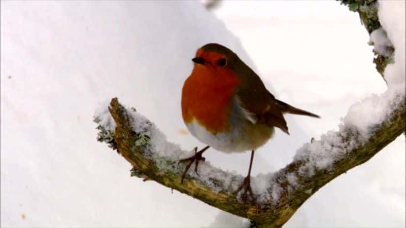 ¼Ƭ2016 궬 Winterwatch 20161080Pȫ3-Ļ/Ļ