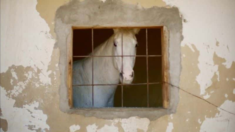 ¼Ƭī߾ Along the US-Mexico Border1080Pȫ1-Ļ/Ļ