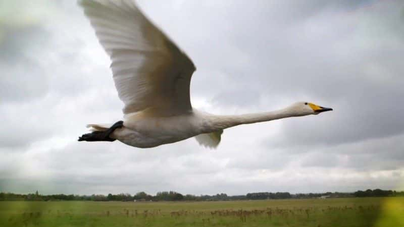 纪录片《赏秋 Autumnwatch 2017》全4集[自然动物][无字幕][1080P][MKV][BT][资源下载]