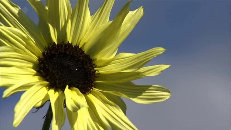 ¼Ƭ۷ͻ Bees Butterflies and BloomsĻ/Ļ