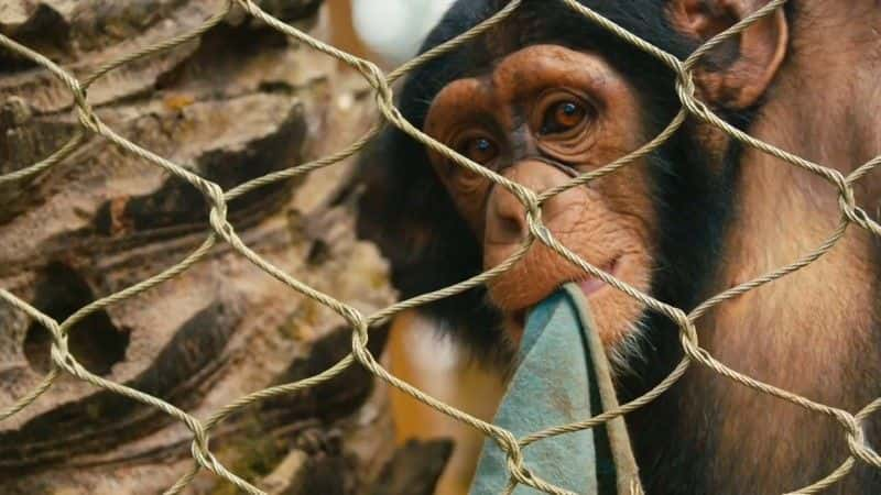 ¼Ƭ̾Ԯ Baby Chimp Rescue1080Pȫ1-Ļ/Ļ