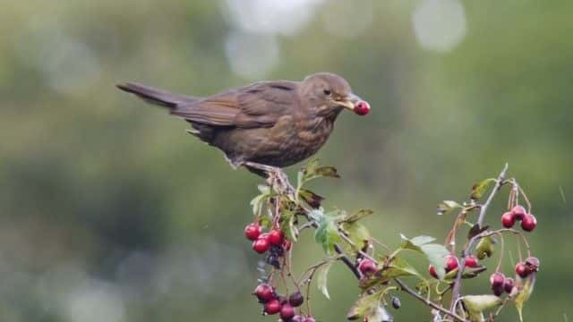 ¼Ƭ2023 ＾۲ Autumnwatch 20231080Pȫ1-Ļ/Ļ