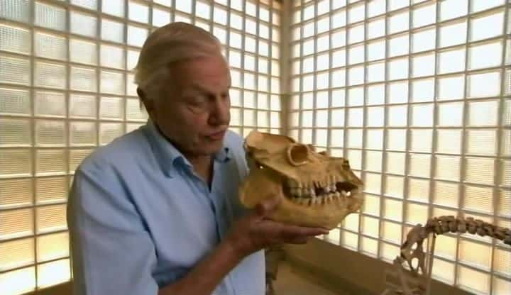 ¼Ƭպ;޵ Attenborough and the Giant Eggȫ1-Ļ/Ļ