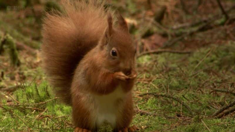 ¼ƬҰʿBBC Wild Wales (BBC)ȫ3-Ļ/Ļ