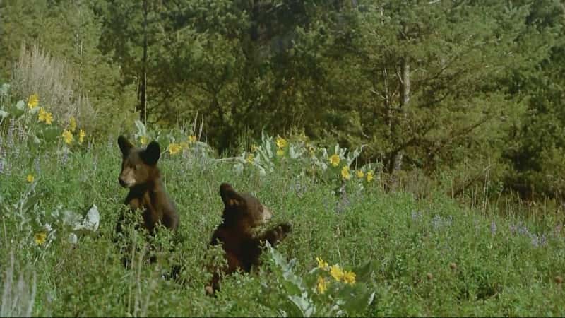 ¼Ƭ (IMAX) Bears (IMAX)ȫ1-Ļ/Ļ