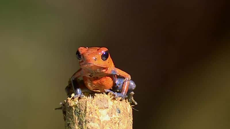 ¼Ƭյ (BBC) Attenborough's Fabulous Frogs (BBC)1080P-Ļ/Ļ