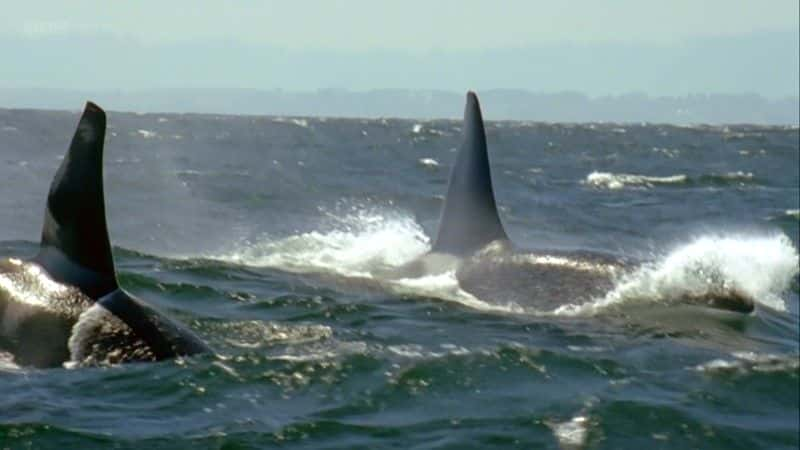 ¼Ƭ뻢һӾŮ (BBC 1080p) The Woman who Swims with Killer Whales (BBC 1080p)1080Pȫ1-Ļ/Ļ