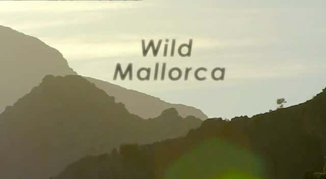 ¼ƬҰԿ Wild MallorcaĻ/Ļ