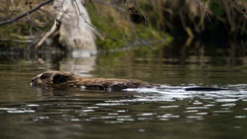 ¼ƬΪ (BBC) Beavers Behaving Badly (BBC)1080Pȫ1-Ļ/Ļ