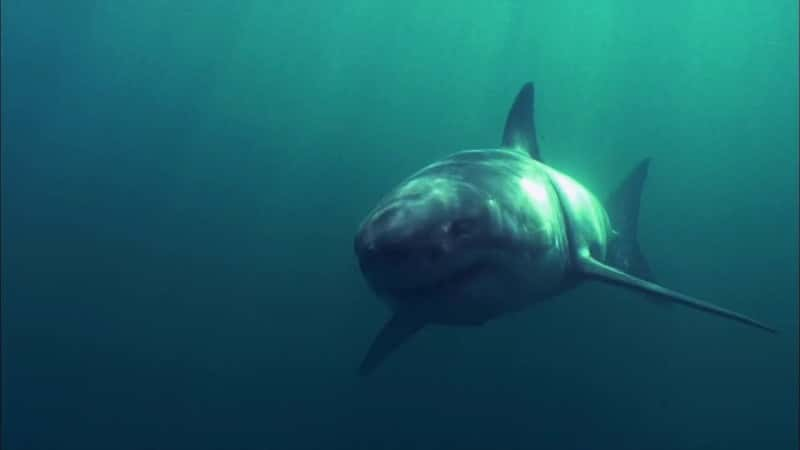 ¼ƬΪι Why Sharks Attack - Secrets of the Great WhiteĻ/Ļ