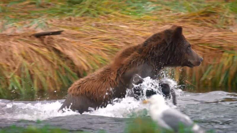 ¼Ƭ˹ӵ Alaskan Summer1080P-Ļ/Ļ