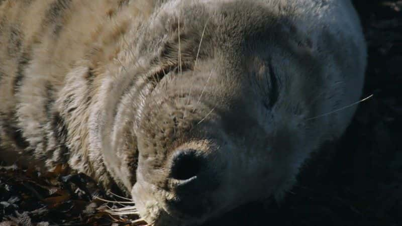 纪录片《狂野的一年（BBC） A Wild Year (BBC)》[无字] [BT][DVD画质]资源下载