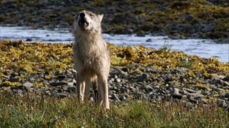 纪录片《狂野加拿大 Wild Canada》[无字][BT][720P]资源下载