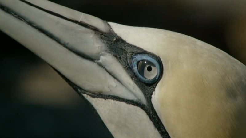 ¼ƬҰȺոά߾ Wild Shetland: Scotland's Viking Frontierȫ1-Ļ/Ļ