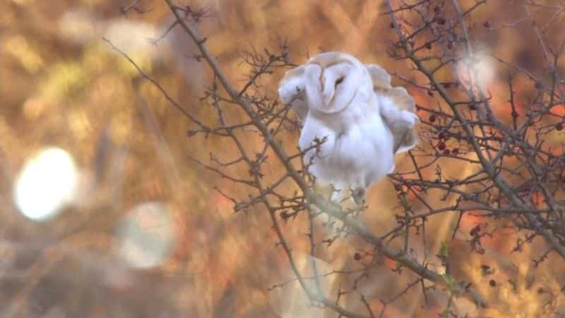 ¼Ƭ2017 궬 Winterwatch 20171080Pȫ4-Ļ/Ļ