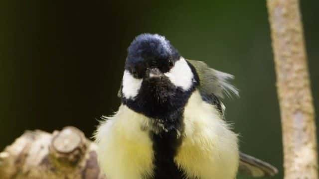 纪录片《阿滕伯勒的歌曲奇迹 Attenborough's Wonder of Song》[无字][BT][1080P]资源下载