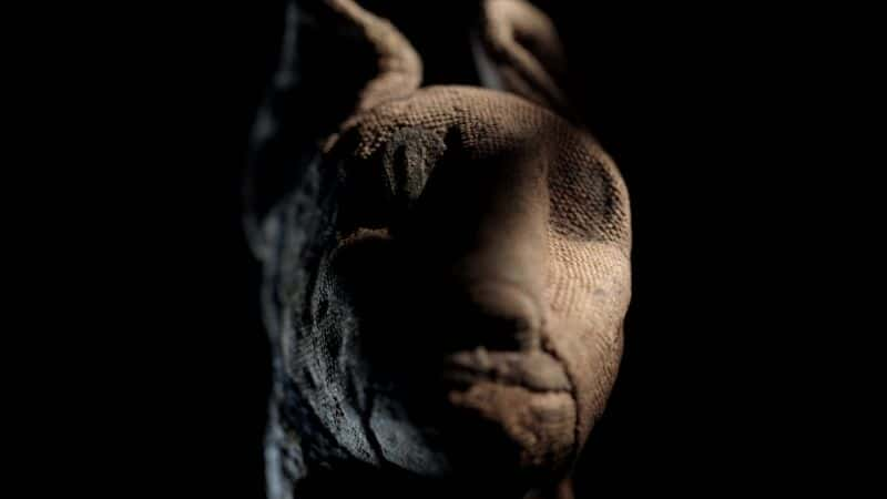 ¼Ƭ7000 ߶ľĺڰ 70 Million Animal Mummies: Egypt's Dark Secretȫ1-Ļ/Ļ