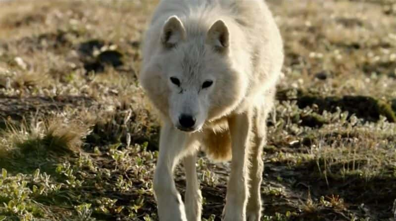 纪录片《北极狼群 Arctic Wolf Pack》[无字][BT][1080P][4K]双画质资源下载