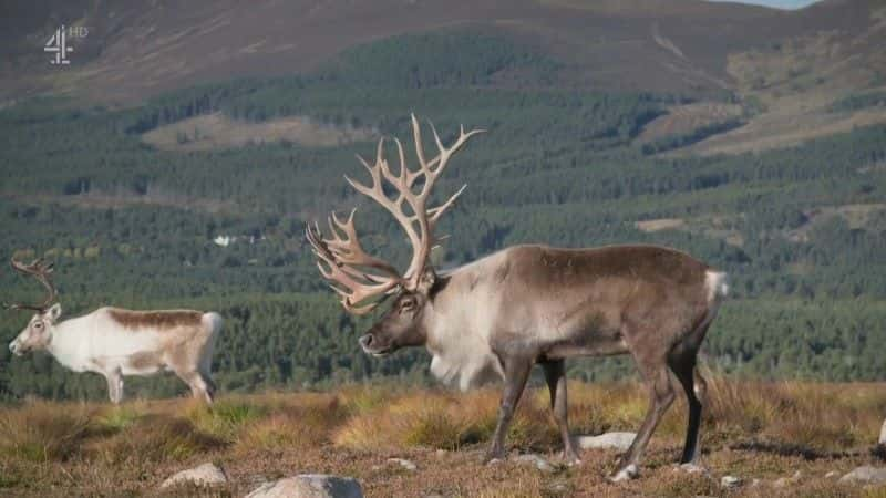 ¼ƬСѱ¹ĵһʥ A Baby Reindeer's First Christmas1080Pȫ1-Ļ/Ļ