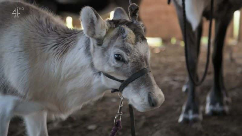 ¼ƬСѱ¹ĵһʥ A Baby Reindeer's First Christmas1080Pȫ1-Ļ/Ļ