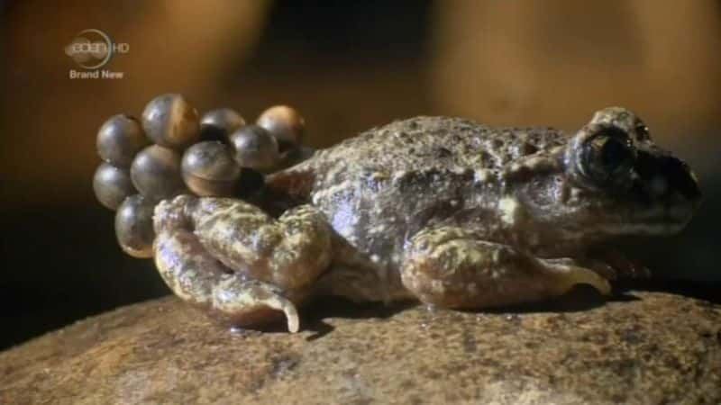 纪录片《阿滕伯勒天生的好奇心 Attenborough's Natural Curiosities》[无字][BT][720P]资源下载