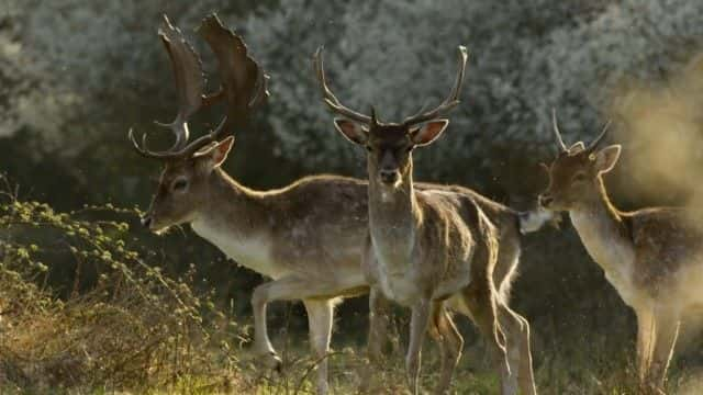 纪录片《阿滕伯勒的歌曲奇迹 Attenborough's Wonder of Song》[无字][BT][1080P]资源下载