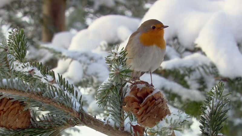 ¼ƬҰʥ Wild Christmas1080P-Ļ/Ļ