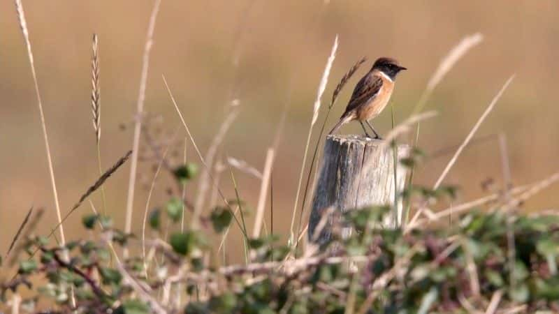 ¼Ƭ2016 ＾۲ Autumnwatch 20161080P-Ļ/Ļ