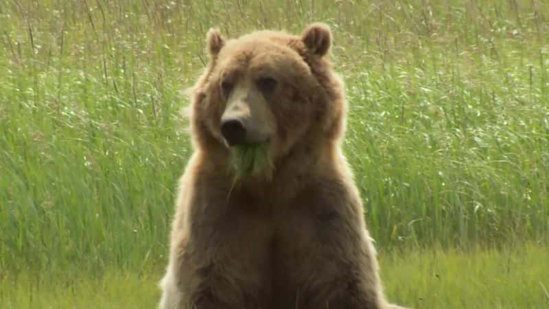 ¼Ƭ˹ӵ Bears of Alaskaȫ1-Ļ/Ļ