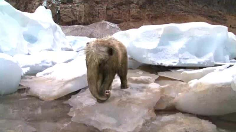 ¼Ƭ󱦱 Baby Mammoth720P-Ļ/Ļ