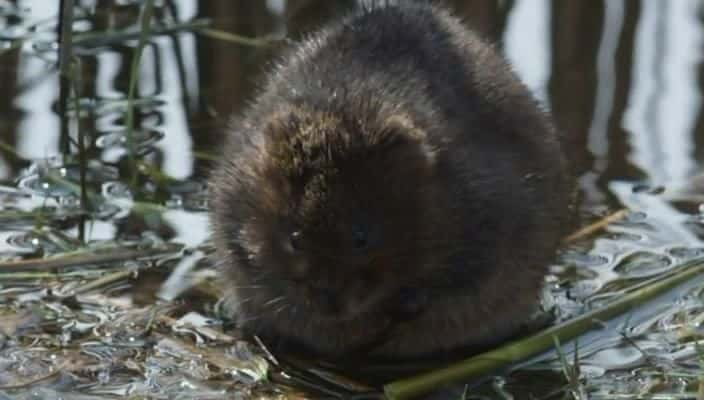 ¼Ƭ˹ĻҰ The Wild Places of Essex720P-Ļ/Ļ