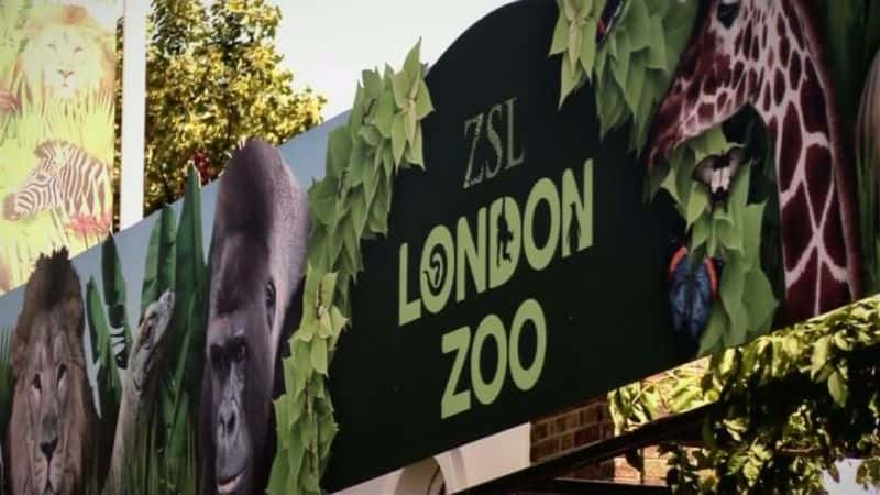 ¼Ƭ԰ϵ 1 ׶ The Zoo: Series 1 London1080P-Ļ/Ļ