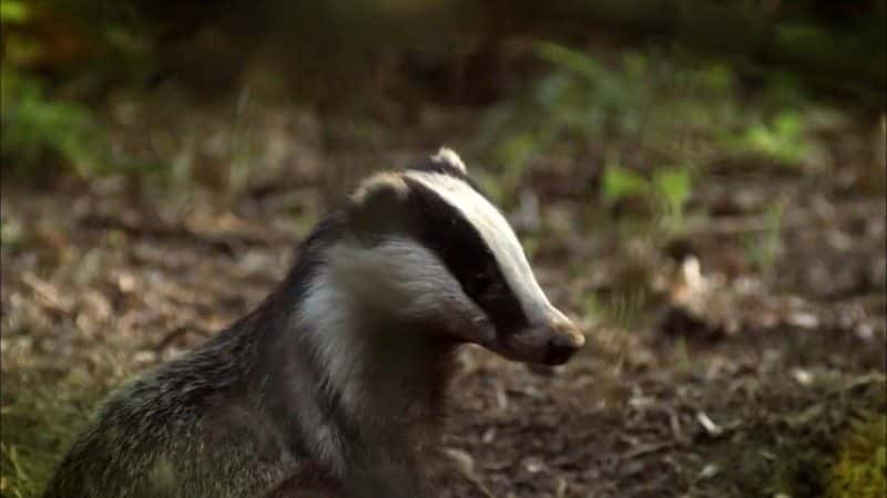 纪录片《赏秋 Autumnwatch 2017》全4集[自然动物][无字幕][1080P][MKV][BT][资源下载]