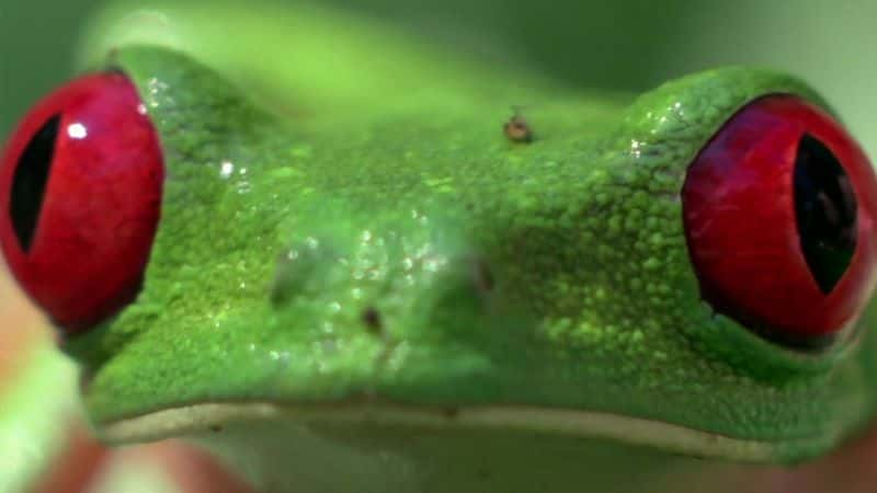 ¼Ƭյ (BBC) Attenborough's Fabulous Frogs (BBC)1080P-Ļ/Ļ