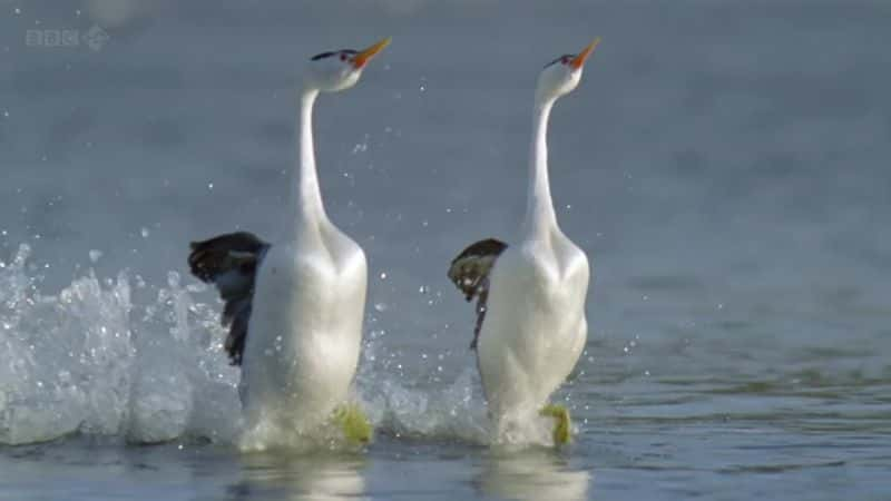 ¼ƬǱҰ 60  Attenborough: 60 Years in the Wildȫ3-Ļ/Ļ