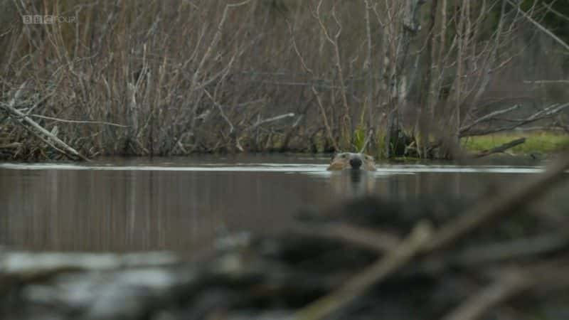 ¼ƬΪ (BBC) Beavers Behaving Badly (BBC)1080Pȫ1-Ļ/Ļ