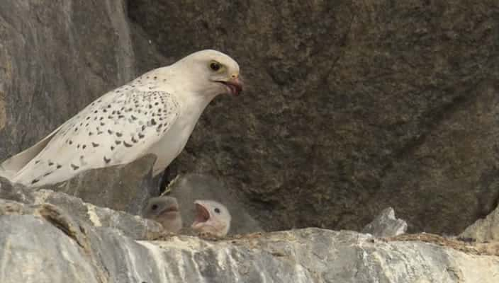 ¼Ƭ- White Falcon - White WolfĻ/Ļ