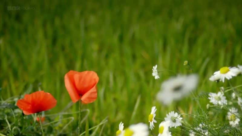 ¼ƬӲݵ漣 (BBC) The Wonder of Weeds (BBC)ȫ1-Ļ/Ļ