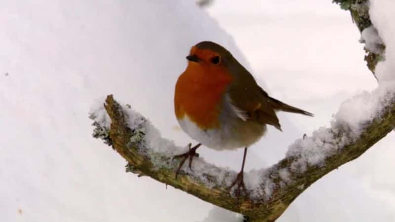 ¼Ƭ2015 궬 (BBC) Winterwatch 2015 (BBC)Ļ/Ļ