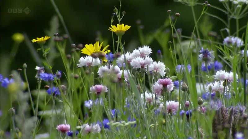 ¼Ƭ۷ͻ Bees Butterflies and BloomsĻ/Ļ