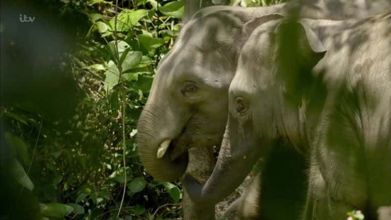 ¼ƬҰ̽ Wild Borneo Adventure1080P-Ļ/Ļ