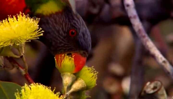 纪录片《澳大利亚鹦鹉之乡 Australia Land of Parrots》[无字][BT][720P]资源下载