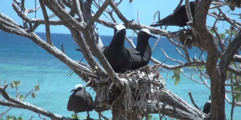 ¼Ƭ󱤽֮ս The Battle for the Great Barrier ReefĻ/Ļ