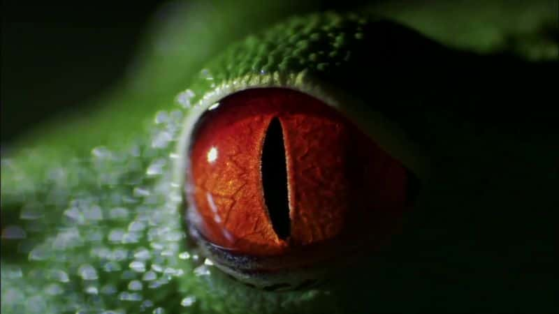 ¼Ƭյ (BBC) Attenborough's Fabulous Frogs (BBC)1080P-Ļ/Ļ