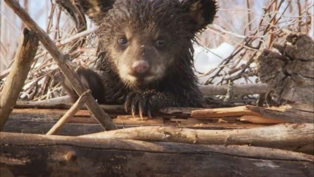 ¼Ƭ (BBC) Bearwalker of the Northwoods (BBC)1080Pȫ1-Ļ/Ļ