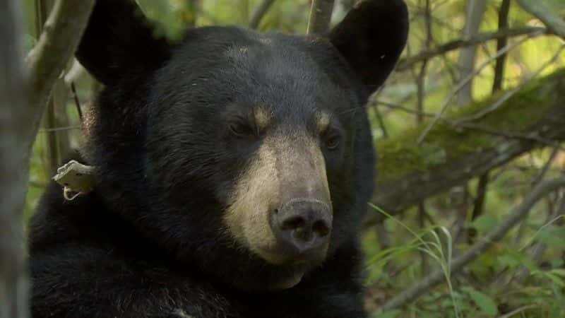 ¼Ƭͽ (BBC) A Bear with a Bounty (BBC)1080Pȫ1-Ļ/Ļ